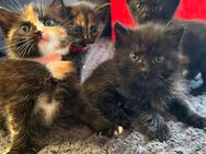 BHK Katzen - Hamburg