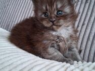 Maine Coon Kitten - Saaldorf-Surheim