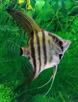 Skalar Zebra - Hohenroth