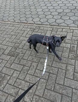 Onix wartet auf sein Glück - Nordwalde