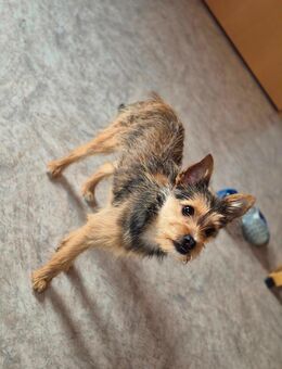 Yorkie Mischling - Hammelburg