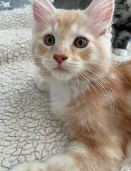 Maine Coon Kitten Kätzchen - Oberhausen (Landkreis Neuburg-Schrobenhausen)