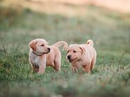 Labrador Welpen reinrassig (gelb-dunkelblond) - Insingen