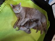 Süße Bkh Kätzchen / Kitten - Itzstedt