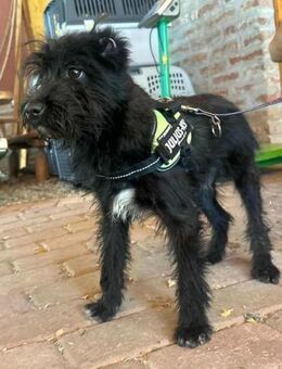 Aramis wünscht sich eine Familie - Nordwalde