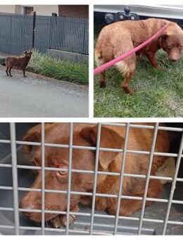 Bori - geb. 01/2022 - Remagen