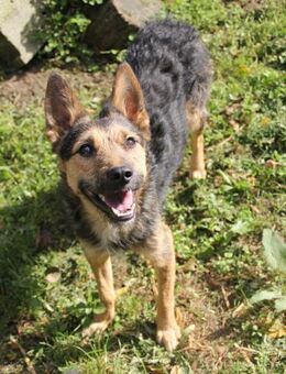 Süße Becks - Ellerbek