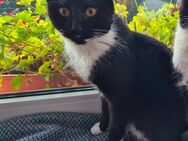 Katzen dame sucht neues Zuhause - Stadthagen