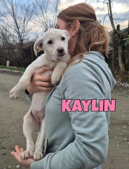 Kaylin sucht ihre Familie ♥️ - Neuberg