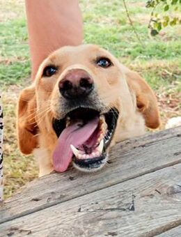 Sandy P - Traumhündin XXL - Mettmann