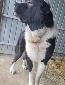 Maxx will ankommen - Schlitz