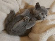 BKH Kitten suchen liebevolle Zuhause - Stuttgart