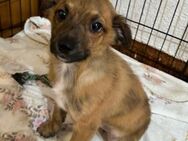 PEPITA - zuckersüße kleine Hündin - Dänischenhagen