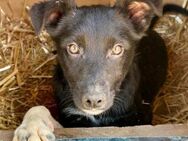 DIDDI~schwarzer,kleiner, süßer Hundemann - Duisburg