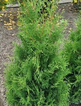 Lebensbäume - Berkenthin