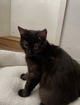 🐱 Zwei BKH-Kater (7 Monate) suchen liebevolles Zuhause 🏡 - Duisburg