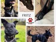Fritz / Kari Mischling Rüde verträglich - Margetshöchheim