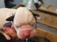13 Boxerwelpen zu verkaufen - Wester-Ohrstedt