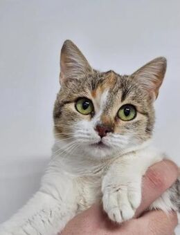 Zina Verkuscheltes Glückskätzchen - Unterföhring