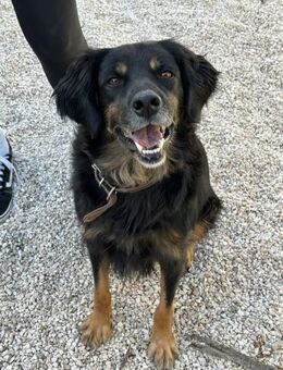 Goofy sucht sein Zuhause - Fronreute