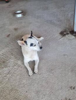Kleine freundliche Chihuahua Hündin Amy - Leonberg (Baden-Württemberg)