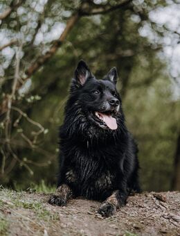 ❤️ Treuer Begleiter Buddy sucht liebevolles Zuhause - Paderborn