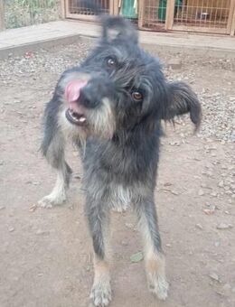 BAIAT - möchte endlich eine Familie - Konstanz