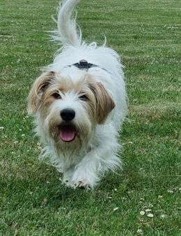 Theo - unsicherer Terrier-Mix - Nettetal