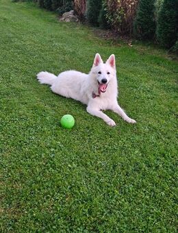 Weißer schweizer Schäferhund Berger swiss blanc - Kiefersfelden