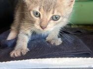 Ivy aus dem Tierschutz - Grevenbroich