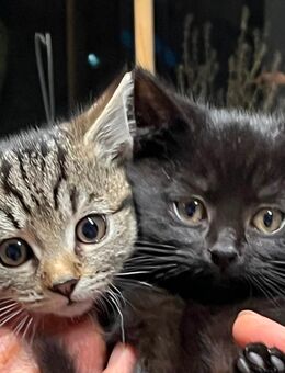 Super hübsche Fellmaus, Katzen, Kitten Katzenbabys - Hamburg
