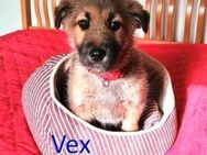VEX ❤ sucht Zuhause oder Pflegestelle - Langenhagen
