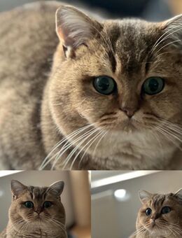 BKH Black Golden Tabby Ticked Stammbaum - Magdeburg