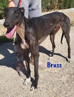 Bruss- unkomplizierter Galgo 1/23 DE PS - Ruppertsecken