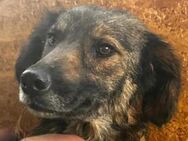 Ally ist eine zauberhafte Hündin 🐾 - Elsdorf (Nordrhein-Westfalen)