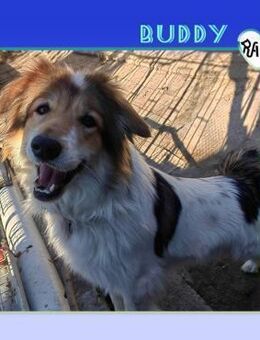 💙 BUDDY 💙 - MÖCHTE DEIN FREUND SEIN! - Alfeld (Leine)