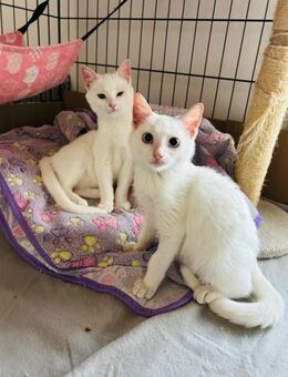 Yuki und Faye aus dem Tierschutz - Grevenbroich