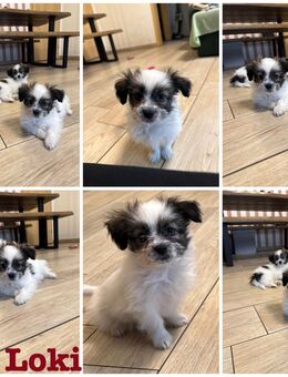 2 von 3 Sheltie-Mix Welpen suchen ein liebevolles Zuhause - Eydelstedt