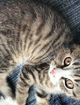 Kitten ab sofort in liebevolle Hände abzugeben - Freudenberg (Nordrhein-Westfalen)