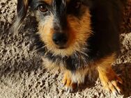 Lustige kleine Pippa sucht Familie - Leonberg (Baden-Württemberg)