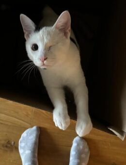 Zuhause,gesucht für Noulis - Miesbach