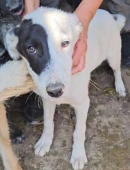 MICKY ~ ganz toller Junghund - Duisburg