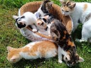 Katzenkinder Kitten Welpen suchen ein nettes Zuhause - Rötha