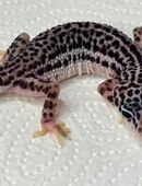 Leopardgecko Männchen Mack Super Snow in 44149