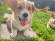 Süße Welsh Pembroke Corgi Welpen - Arnstadt