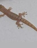 Jungferngeckos in 06366