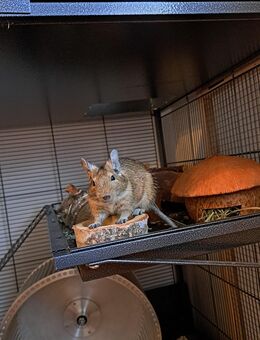 2 Degu Männchen abzugeben - Elsdorf (Nordrhein-Westfalen)
