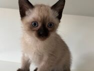 Siam katze - Duisburg