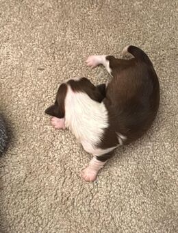 Chihuahua-Welpen abzugeben - Bad Köstritz