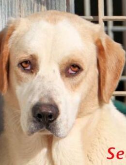 SEAN - ein toller Kerl - Regensburg